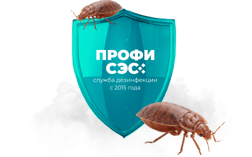 Уничтожение клопов в Дмитрове — избавьтесь от укусов раз и навсегда
